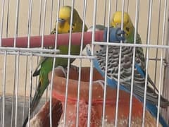 Australian parrot 3 1 couple and 1 female