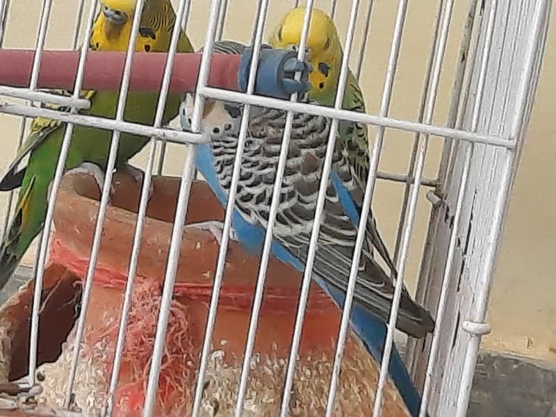 Australian parrot 3 1 couple and 1 female 1