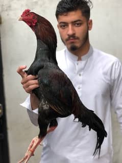 pure laal lakha pair age 1.5 year