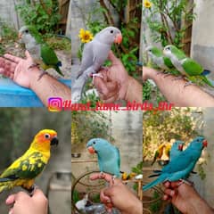 Hand tamed monk parrot / friendly sun conure / blue birds / love bird