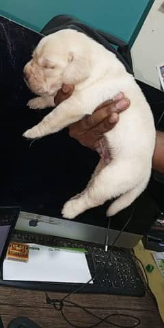 Top quality Labrador puppies