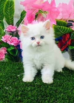 Blue eyes White|Smokey Grey|Persian Kittens|Cats| Triple Coated