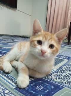 Friendly cross persian kitten