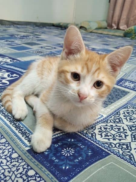 Friendly cross persian kitten 1