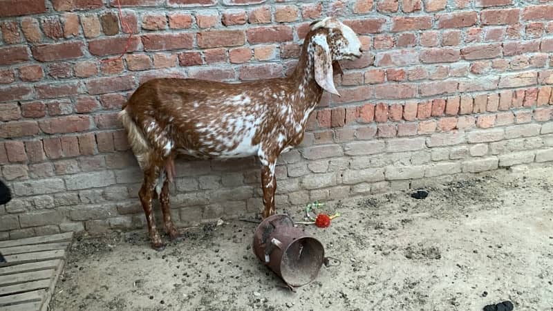 Goats bakriyan for sale Sialkot 4