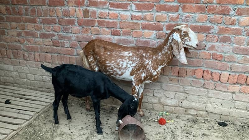 Goats bakriyan for sale Sialkot 5