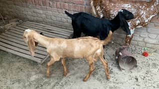 Goats bakriyan for sale Sialkot