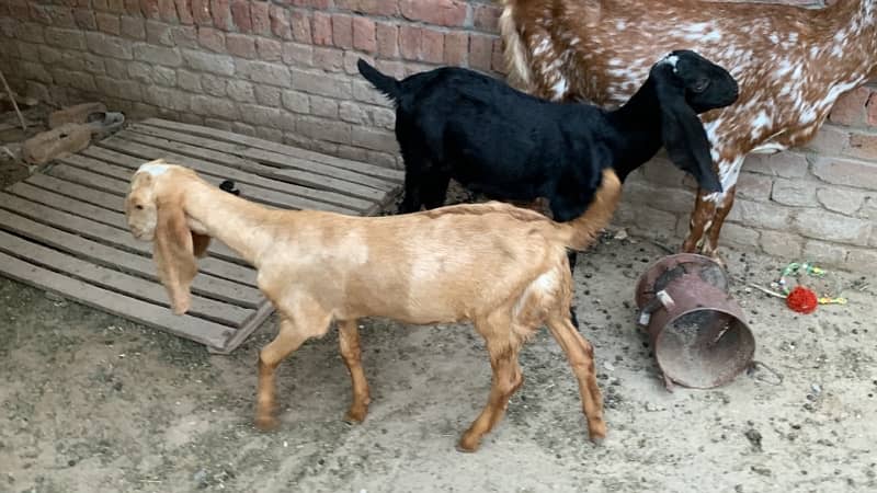 Goats bakriyan for sale Sialkot 6