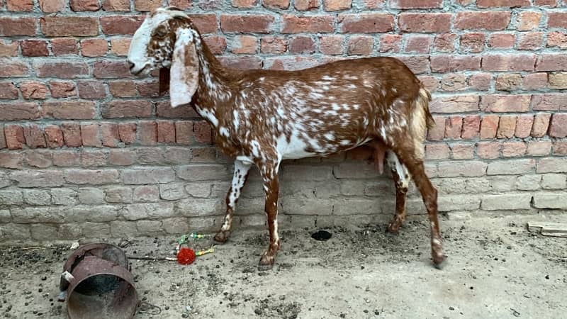 Goats bakriyan for sale Sialkot 7