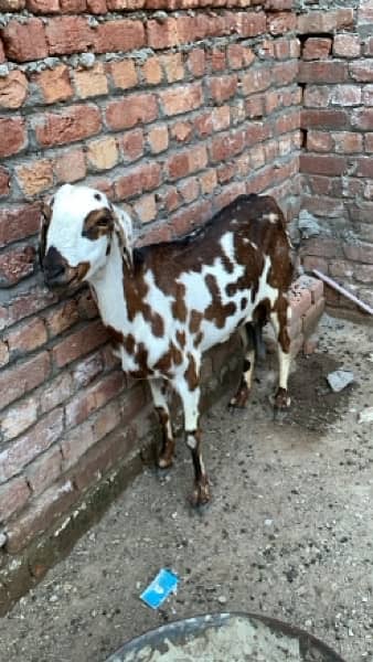 Goats bakriyan for sale Sialkot 8
