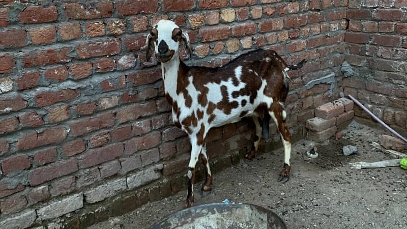 Goats bakriyan for sale Sialkot 9