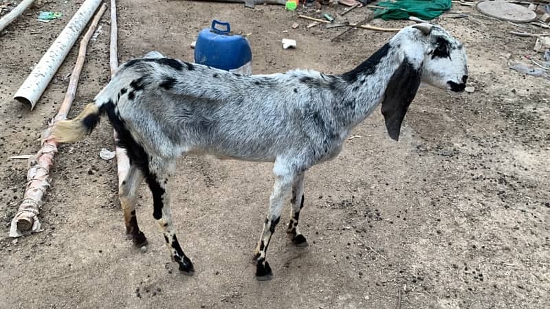Goats bakriyan for sale Sialkot 1
