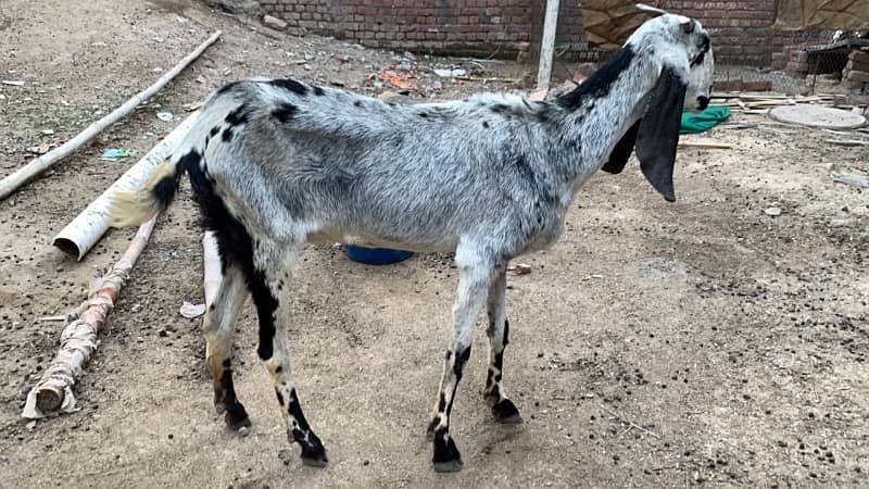 Goats bakriyan for sale Sialkot 2