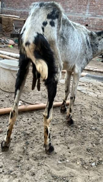 Goats bakriyan for sale Sialkot 0