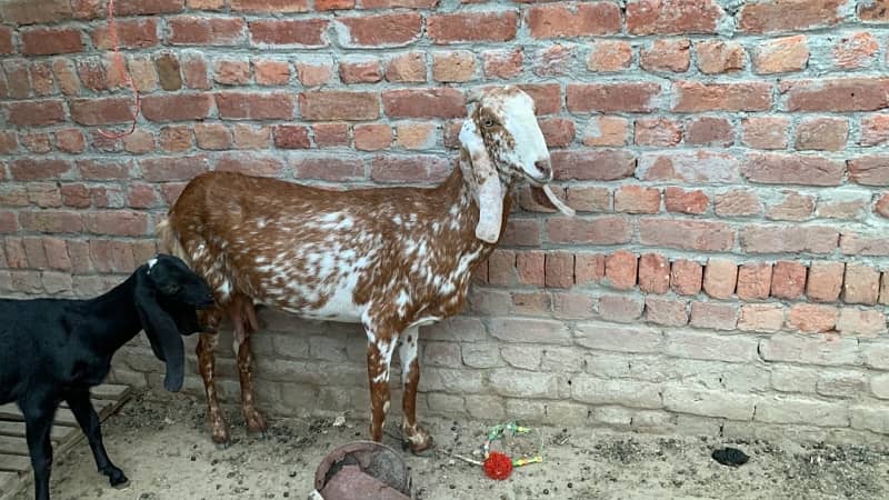 Goats bakriyan for sale Sialkot 10