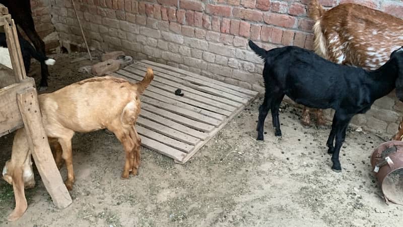 Goats bakriyan for sale Sialkot 12