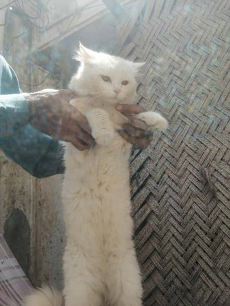 White male persian  loving  cat ready for mating 1