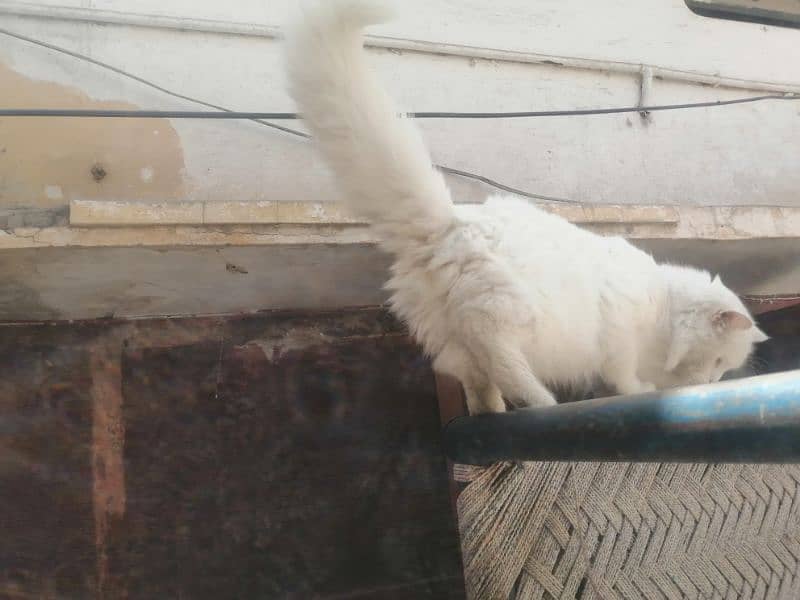White male persian  loving  cat ready for mating 4