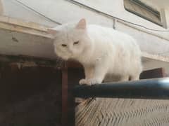 White male persian  loving  cat ready for mating