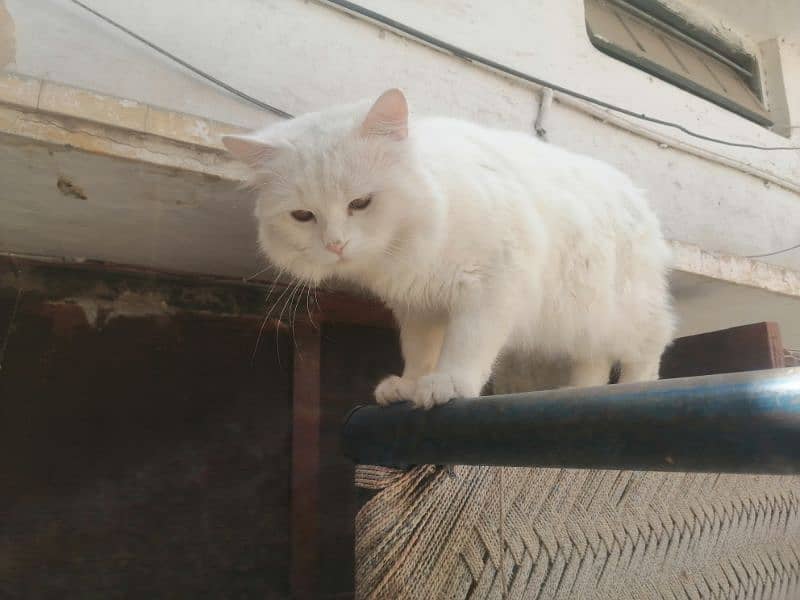 White male persian  loving  cat ready for mating 0
