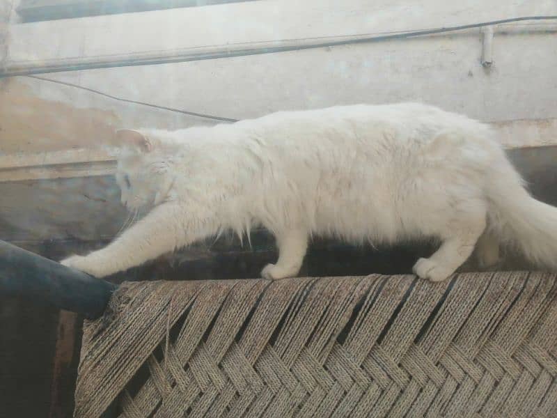 White male persian  loving  cat ready for mating 5