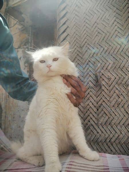 White male persian  loving  cat ready for mating 6
