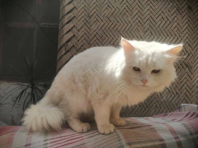 White male persian  loving  cat ready for mating 7