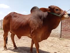Qurbani 2024 k janwer cattle wera bull cow wacha weray wachy
