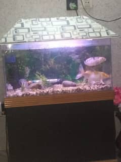 aquarium for sale with 2 fish