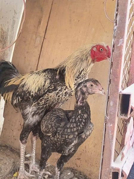 Aseel Hen and cock 9