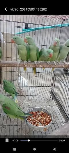 Kashmiri parrots jambo size self chiks available