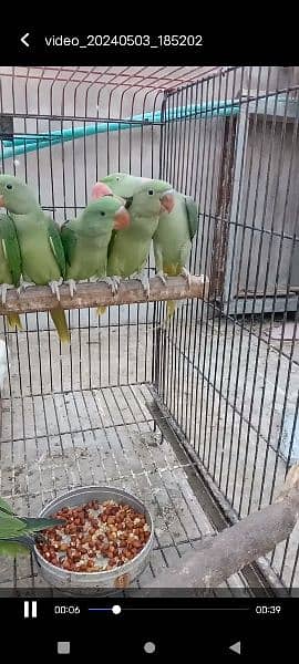 Kashmiri parrots jambo size self chiks available 1