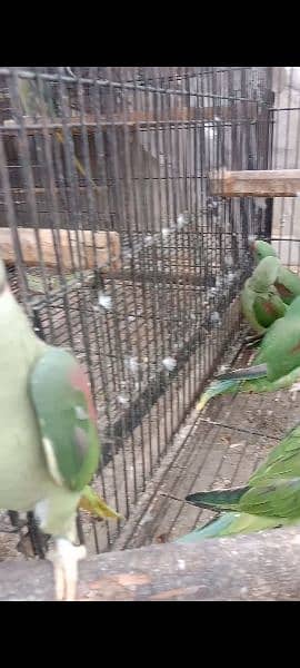 Kashmiri parrots jambo size self chiks available 2