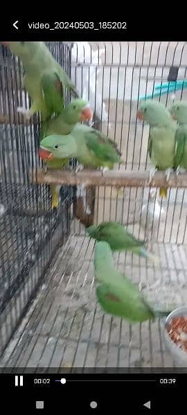 Kashmiri parrots jambo size self chiks available 3