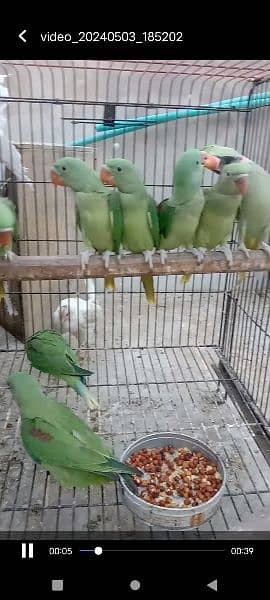 Kashmiri parrots jambo size self chiks available 4