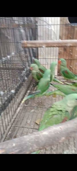 Kashmiri parrots jambo size self chiks available 5