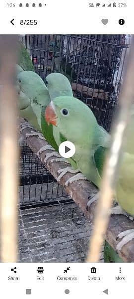 Kashmiri parrots jambo size self chiks available 6