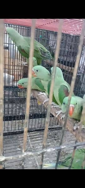 Kashmiri parrots jambo size self chiks available 7