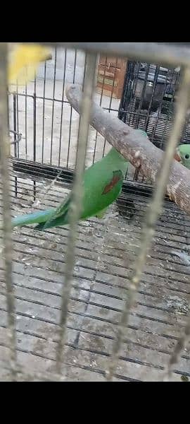Kashmiri parrots jambo size self chiks available 8