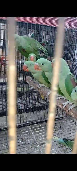 Kashmiri parrots jambo size self chiks available 9