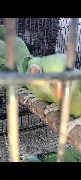 Kashmiri parrots jambo size self chiks available 10