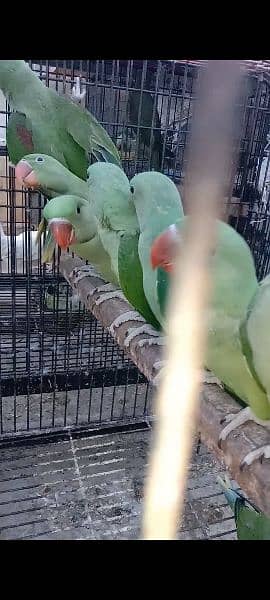 Kashmiri parrots jambo size self chiks available 11