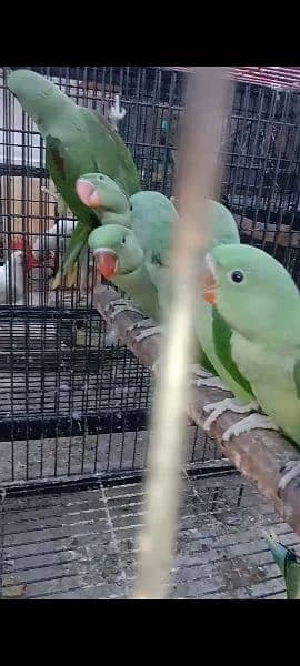 Kashmiri parrots jambo size self chiks available 12