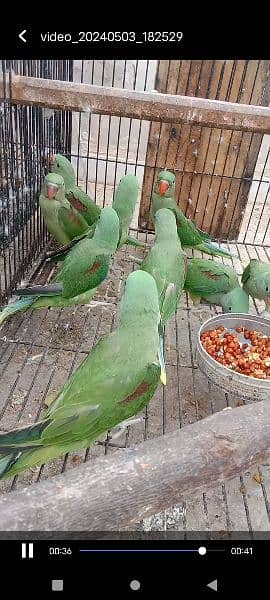 Kashmiri parrots jambo size self chiks available 13