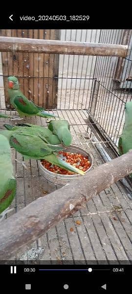 Kashmiri parrots jambo size self chiks available 14
