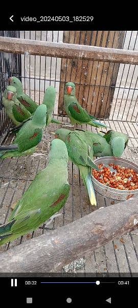 Kashmiri parrots jambo size self chiks available 15