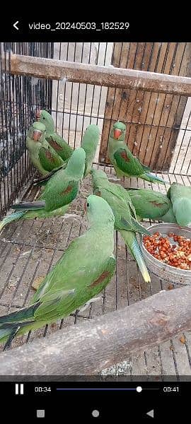 Kashmiri parrots jambo size self chiks available 16