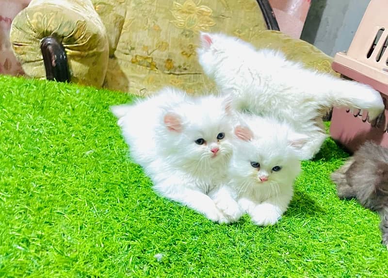 Pure Persian Triple coat Kitten Available 0