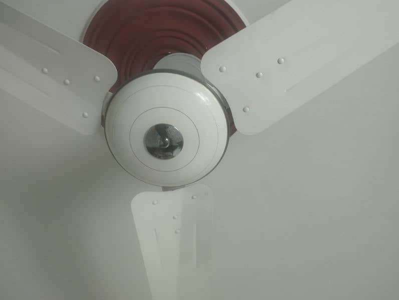 Urgent sell almost ceiling fan full size 56 inches. "COMPANY PAKFAN". 0