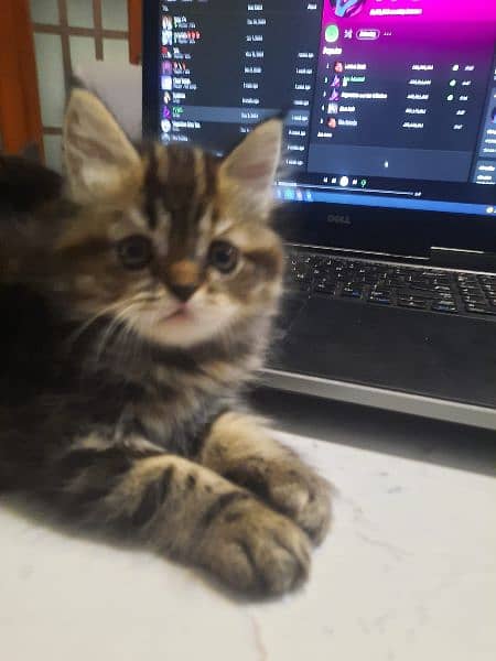 female calico and rare torbie persian kitten. extremely active playful 6